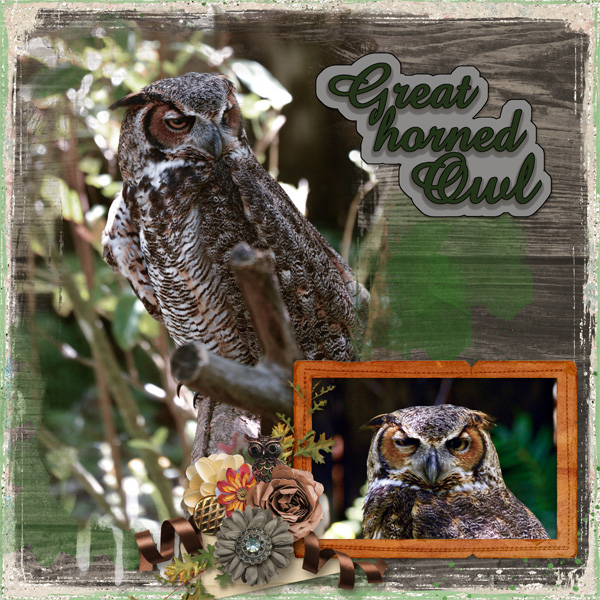 Great Horned Owl