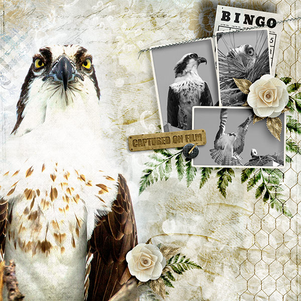 Great Osprey