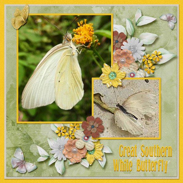Great Southern White Butterfly small.jpg