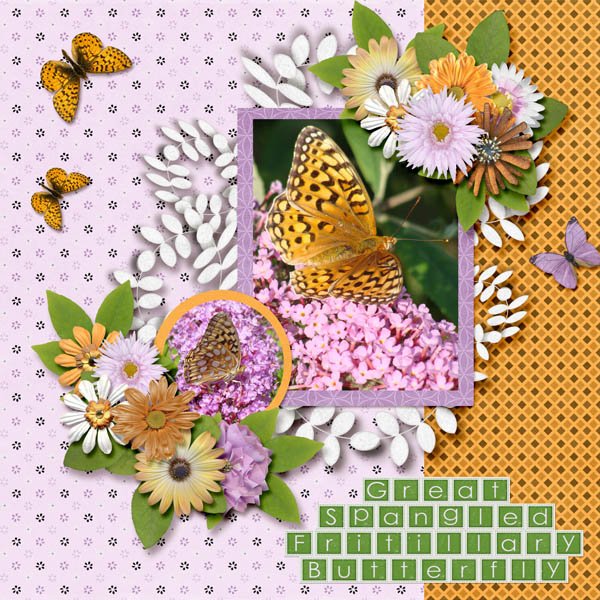 Great Spangled Fritillary Butterfly small.jpg