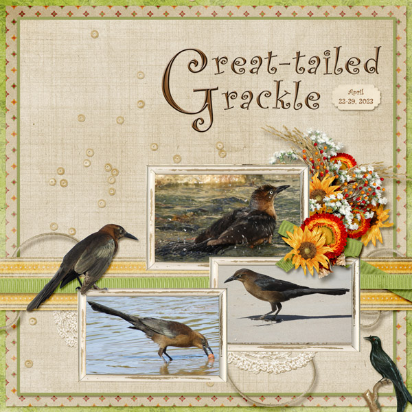 Great-tailed_Grackle_small