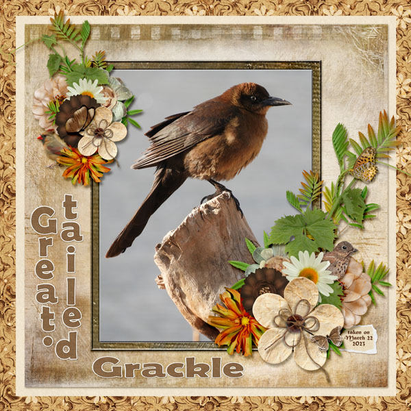 Great-tailed_Grackle_small1