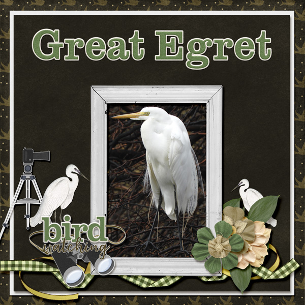 Great_Egret_small