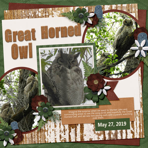 Great_Horned_Owl_rugged