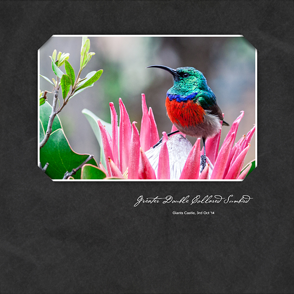 Greater Double Collared Sunbird