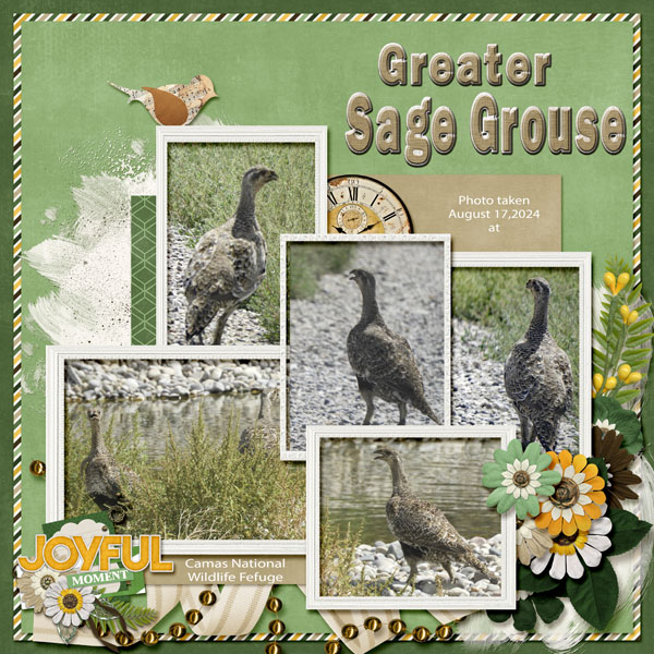 Greater_Sage_Grouse_small