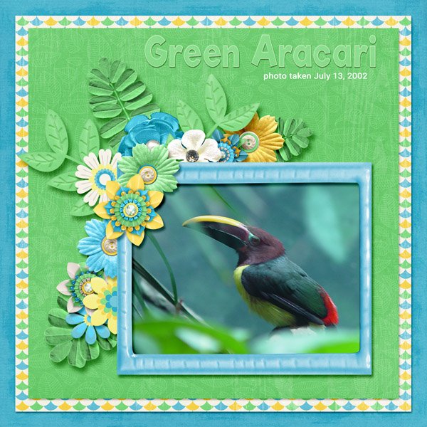 Green Aracari small.jpg