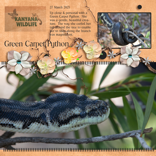 Green Carpet Python