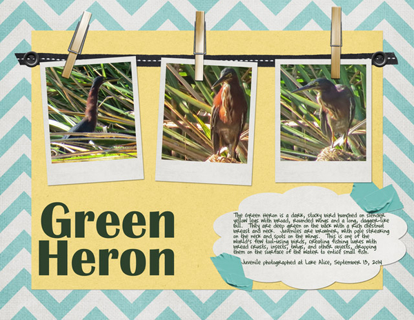 Green Heron