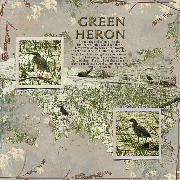Green Heron