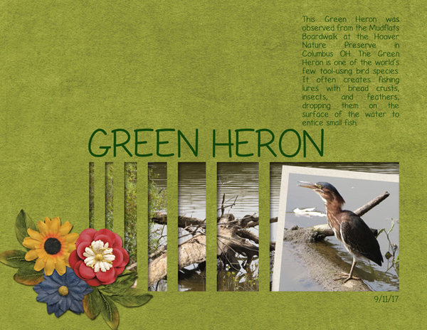 Green Heron
