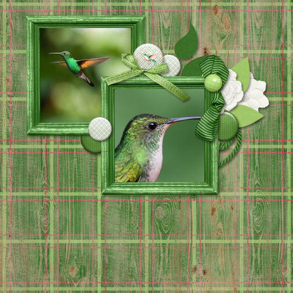 Green Hummingbird