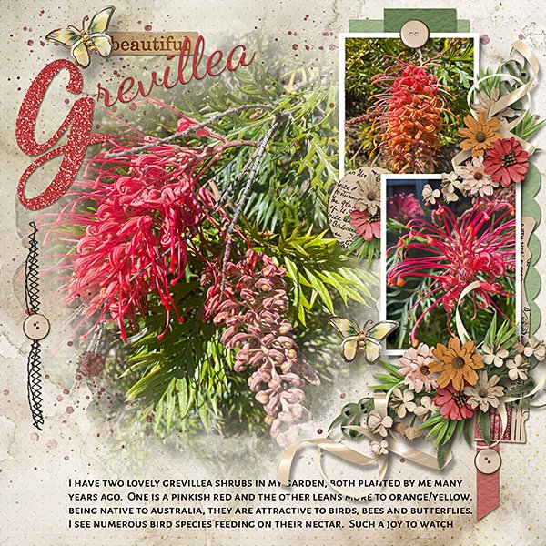Grevillea-copyweb.jpg