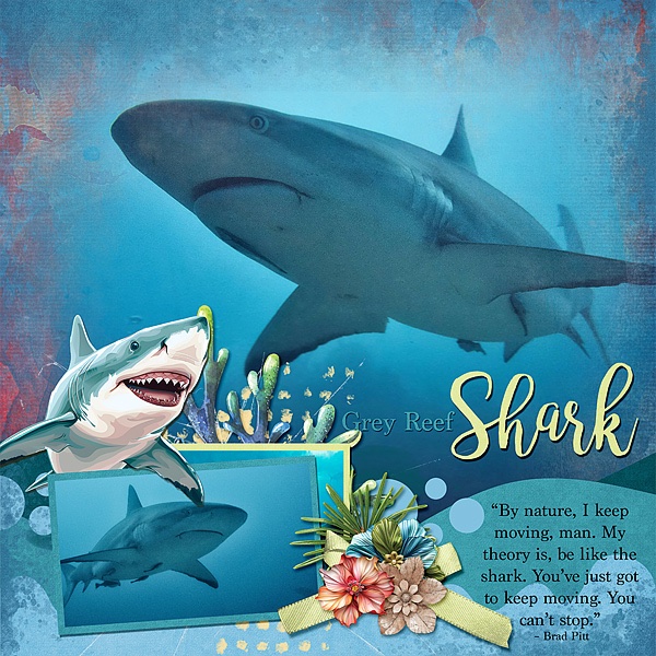 Grey Reef Shark