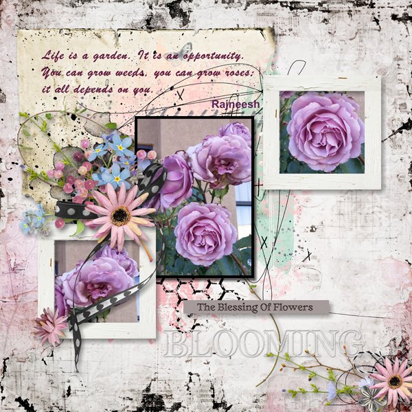 Grow Roses