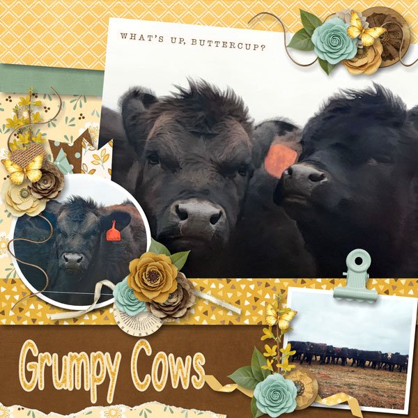 Grumpy Cows