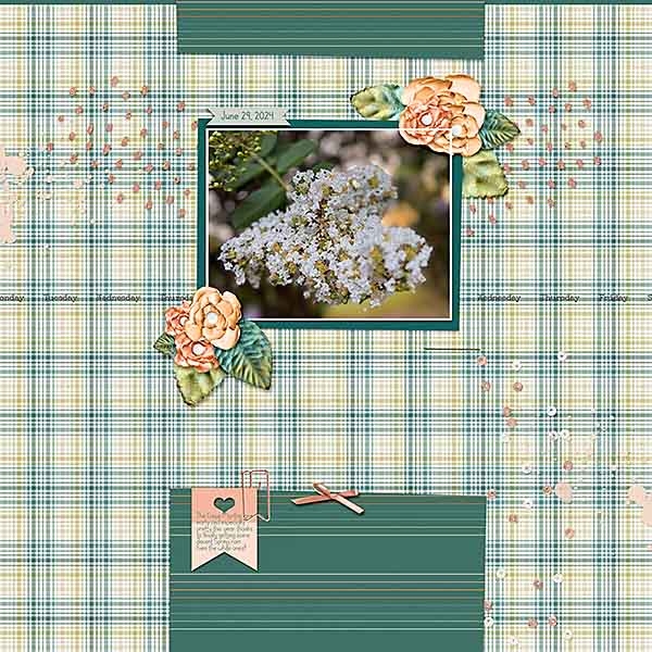 GS-TC3-724-WhiteCrepeMyrtles62924
