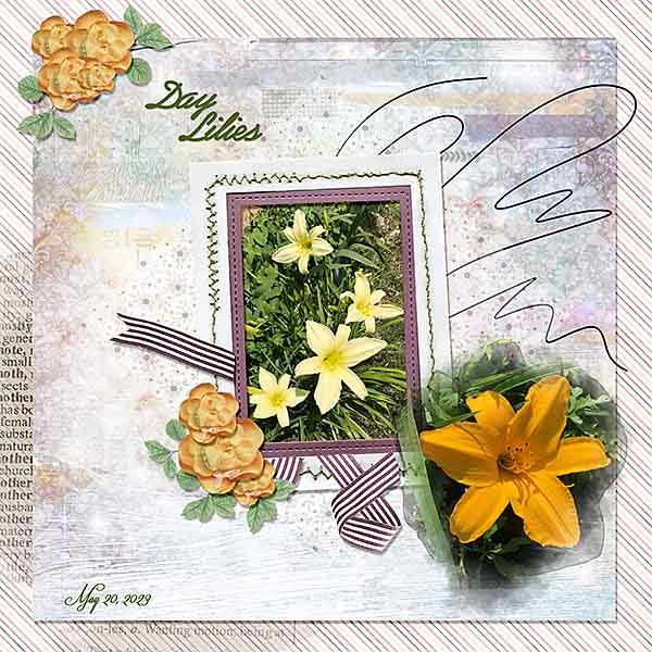 GS-UIA523-DayLilies52023