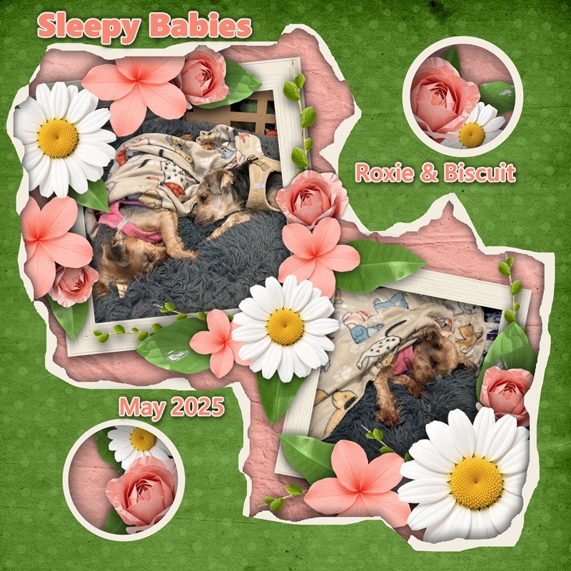 GS_2025May_SleepingBabies.jpg