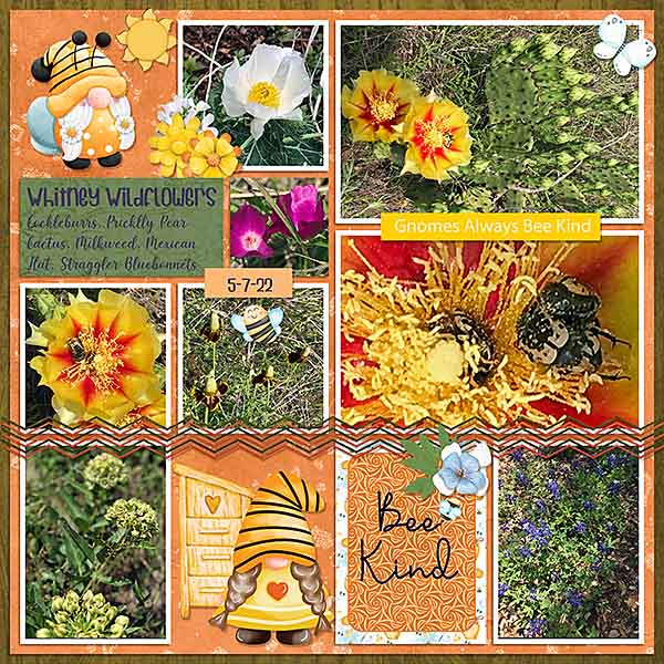 GSBuffetCh622-WhitneyWildflowers5722