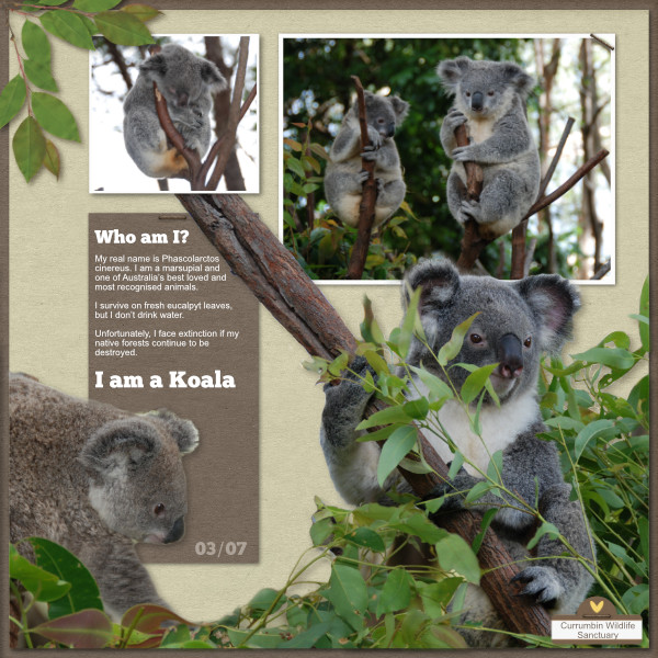 GSSS Wk3: Koalas