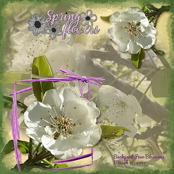 GSSurvivorWk3-PearBlossoms31920