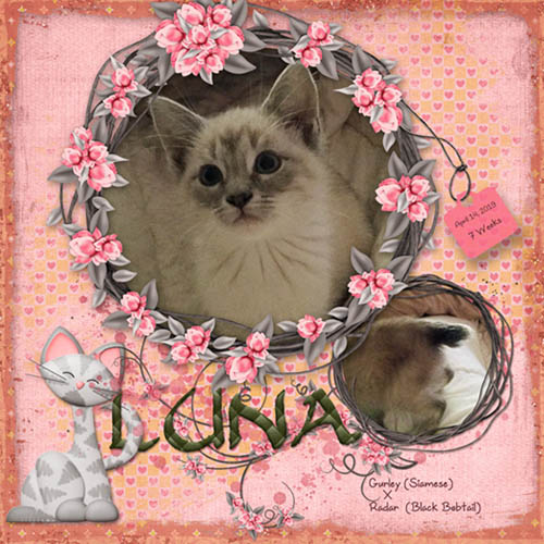 GSTempCh2-220-Luna41419