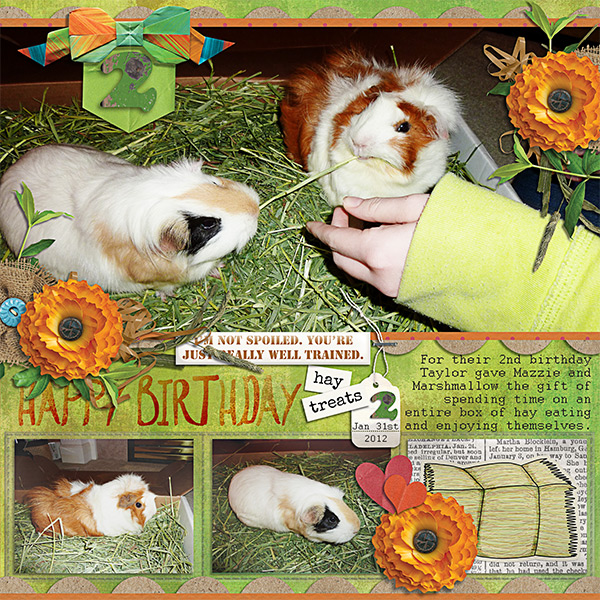 Guinea Pig's 2nd Birthday