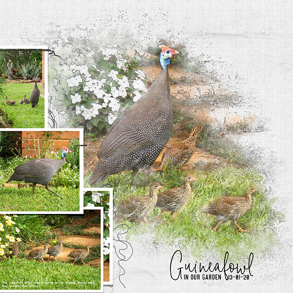 Guineafowl in our Garden