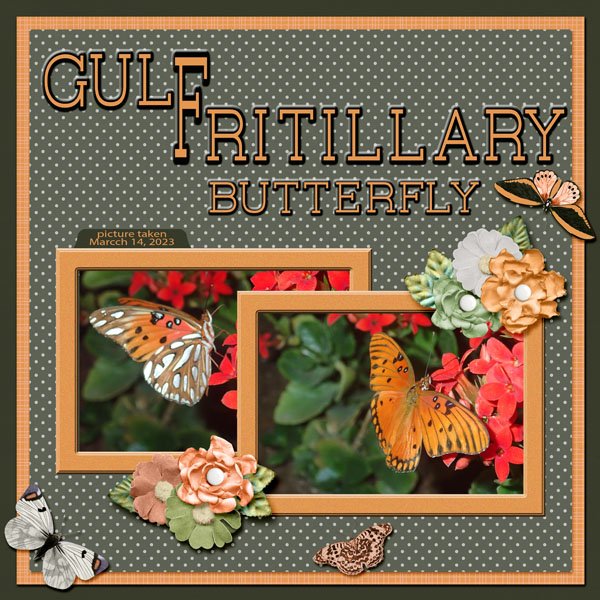 Gulf Fritillary Butterfly small.jpg
