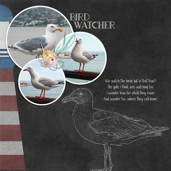 Gull-Chalk