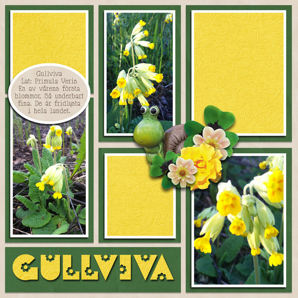 Gullviva