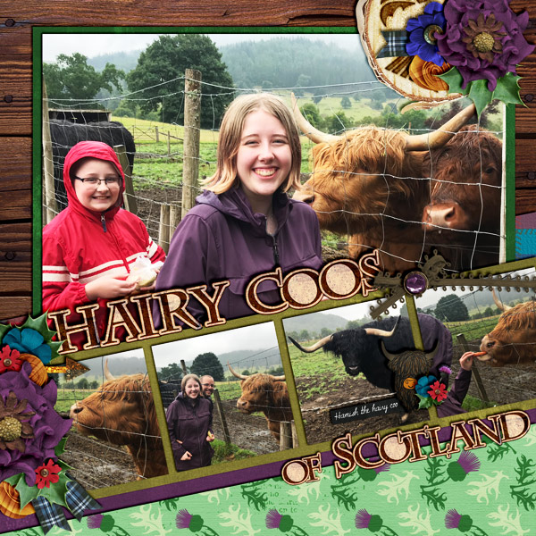 Hairy Coo