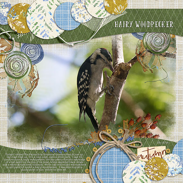 Hairy Woodpecker
