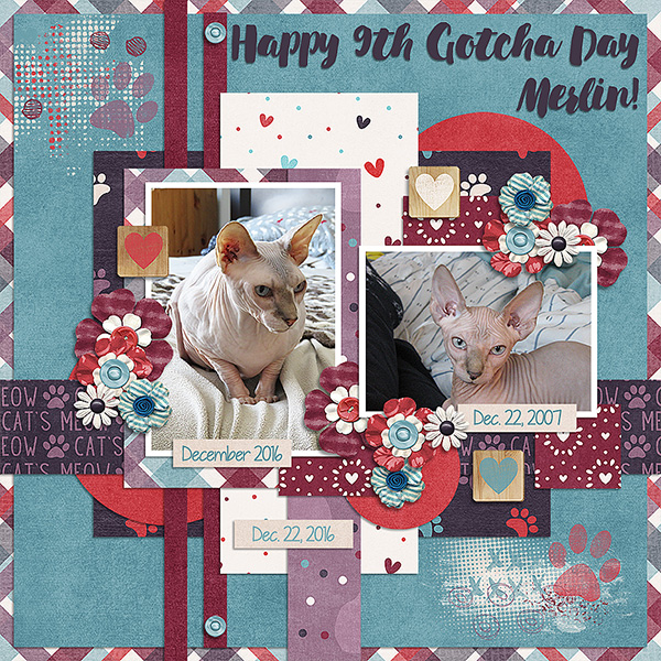 Happy 9th Gotcha Day Merlin!