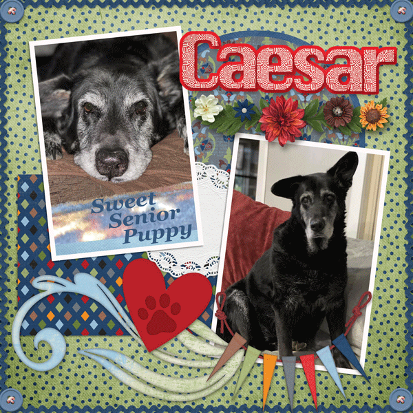 Happy Bday Caesar