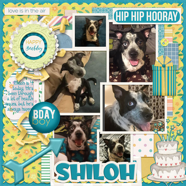 Happy Bday Shiloh