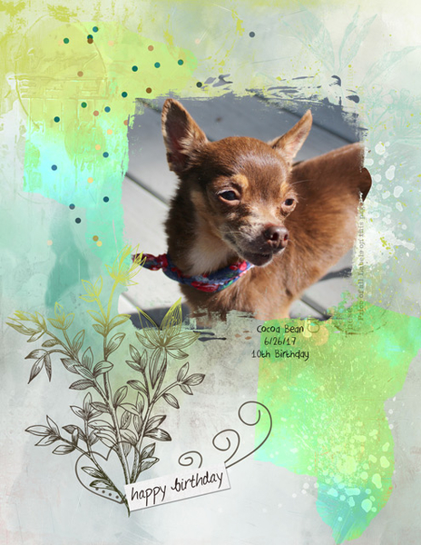 Happy Birthday (Cocoa Bean)