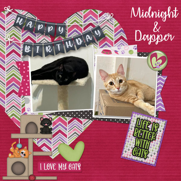 Happy Birthday Midnight and Dapper!