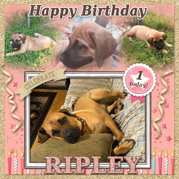 Happy Birthday Ripley!