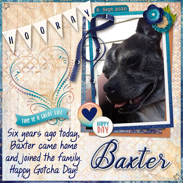 Happy Gotcha Day Baxter