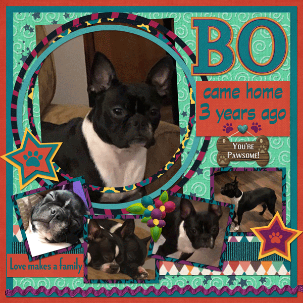 Happy Gotcha Day, Bo!
