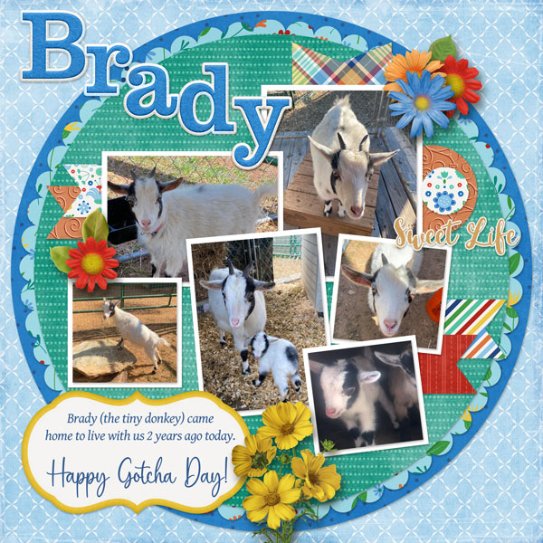Happy Gotcha Day Brady!