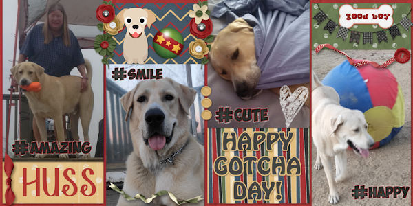 Happy Gotcha Day Huss