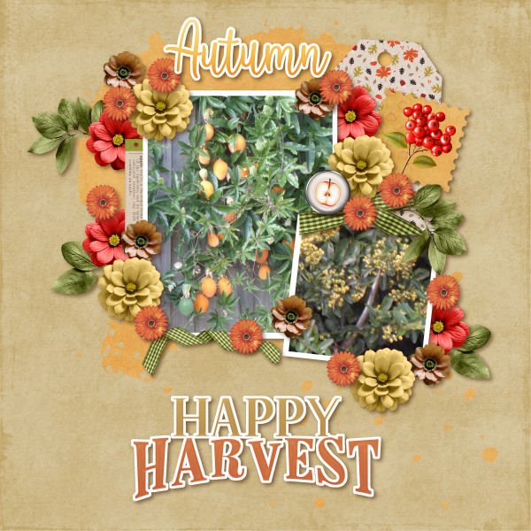 Happy Harvest
