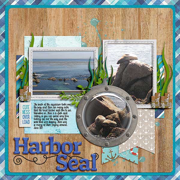 Harbor Seals