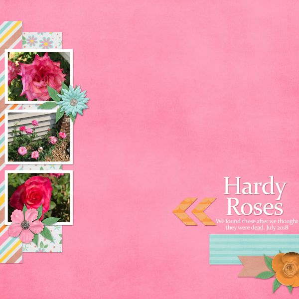 Hardy Roses