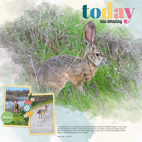 Hare - Sacramento NWR