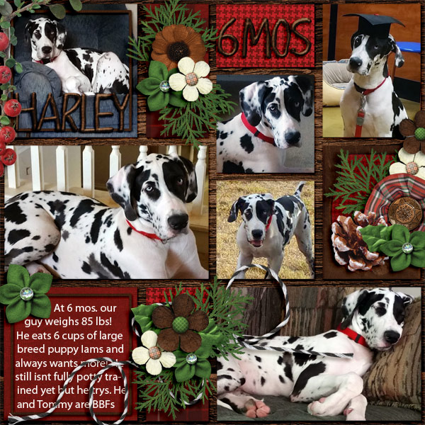 Harley at 6 mos