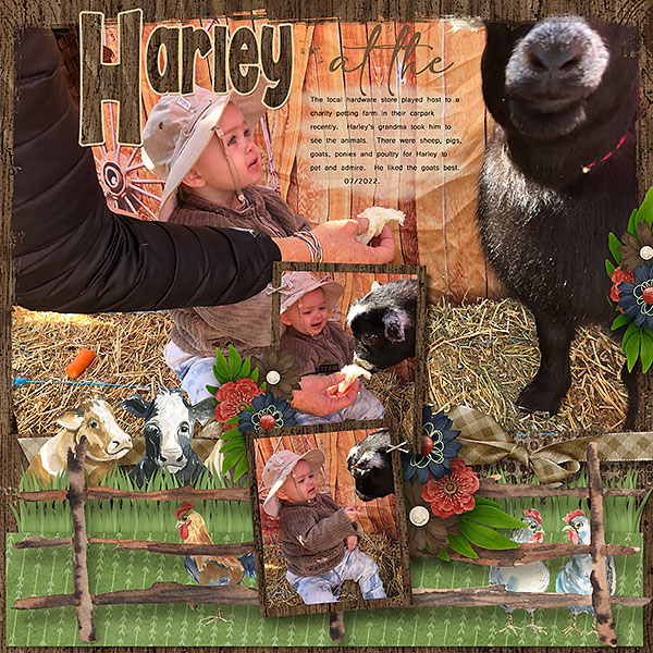 Harley at the Petting Farm1
